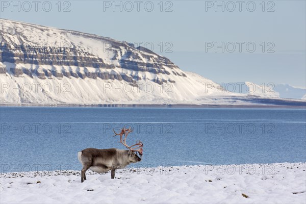 Svalbard reindeer