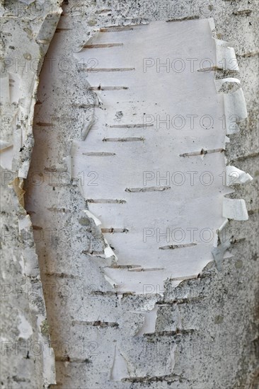 Silver birch