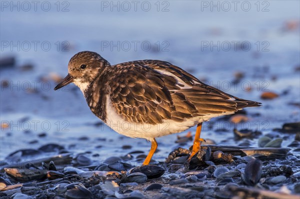 Ruddy turnstone