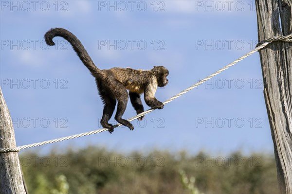 Golden-bellied capuchin