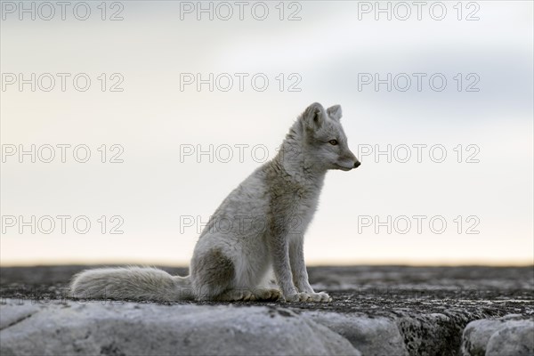 Arctic fox