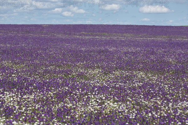 Landscape with purple and white flower meadow with purple viper's-bugloss