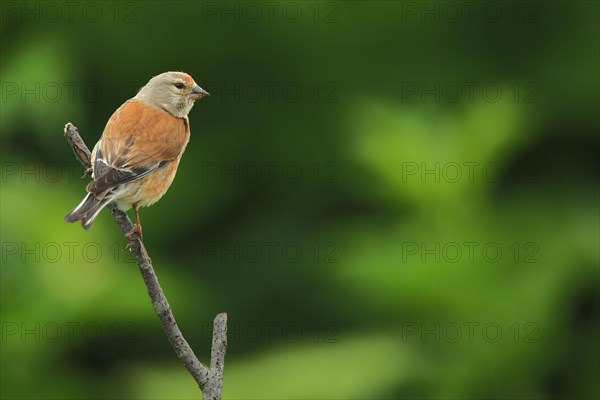 Male linnet