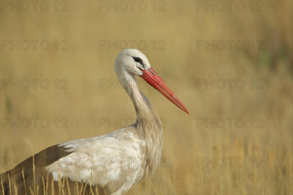 White Stork