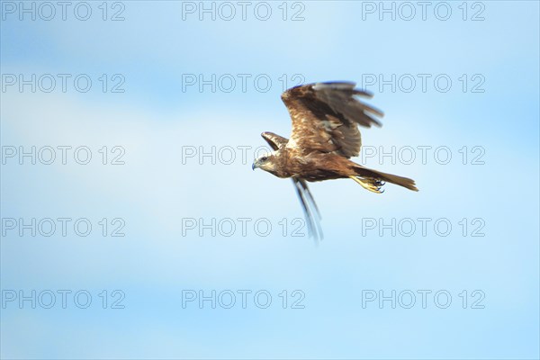 Western marsh-harrier