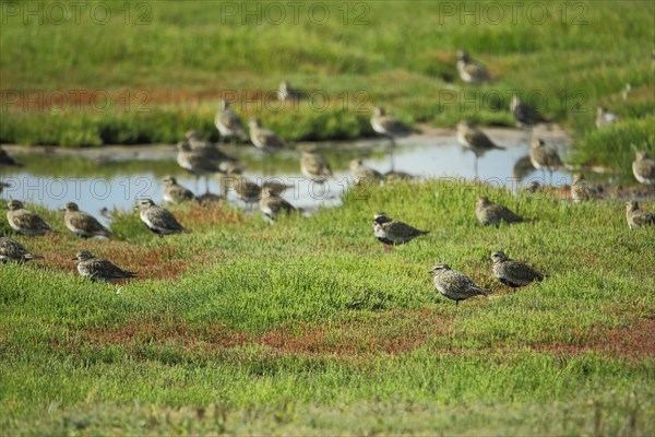 Troop of european golden plover