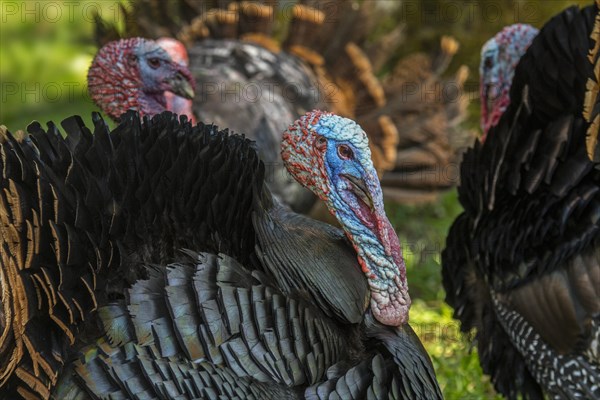 Three wild turkeys