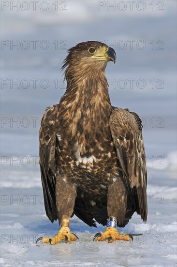 Banded White-tailed sea eagle