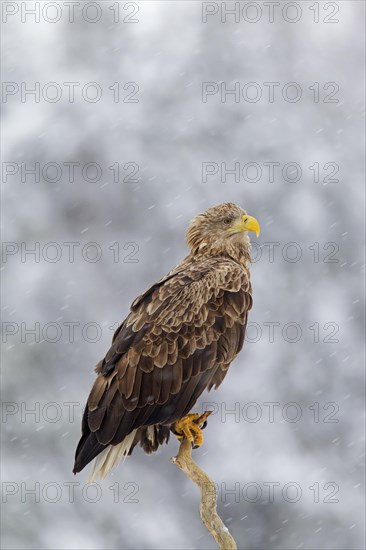 White-tailed Eagle