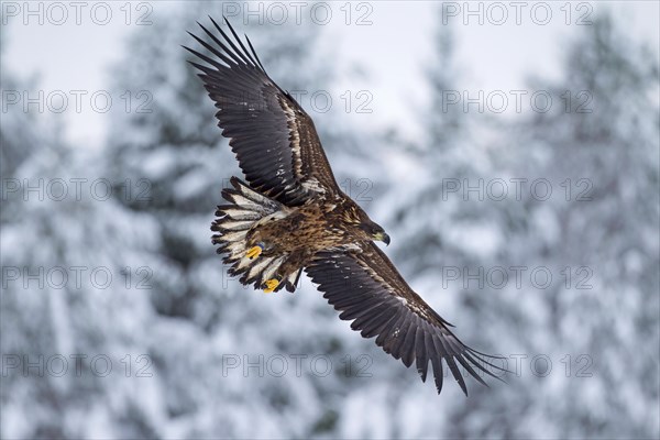 White-tailed Eagle