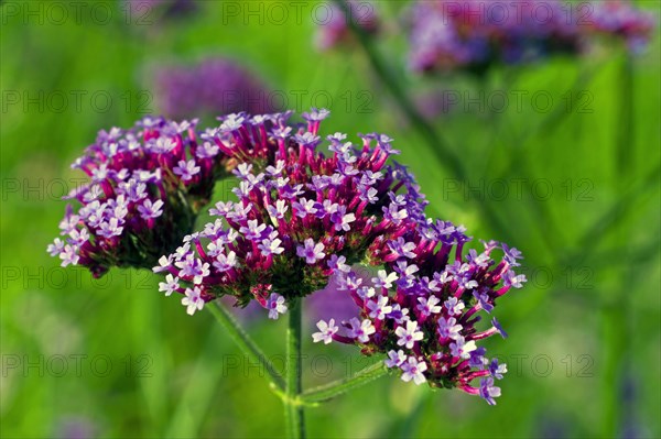 Common vervain