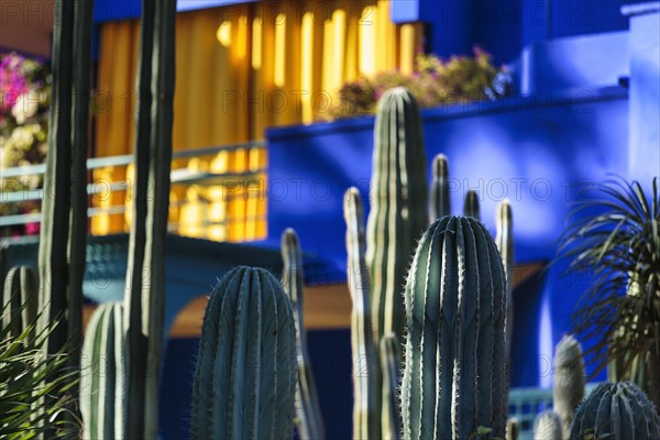 Cactus garden in front of blue house