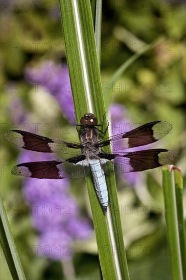 Common Whitetail Dragonfly