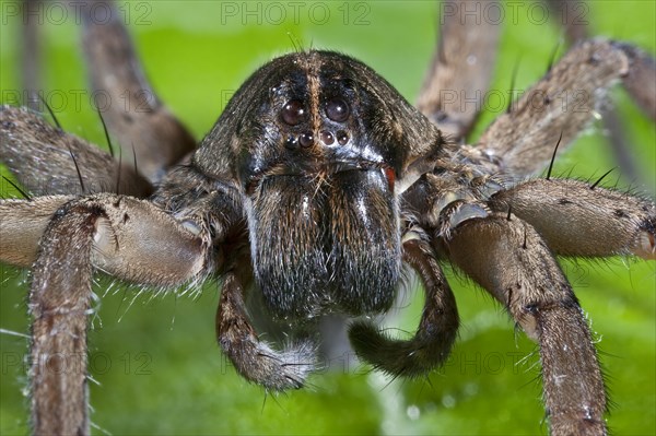Wolf spiders are members of the family Lycosidae. Hogna is a genus of wolf spiders with more than 200 described species