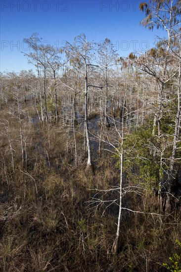 Bald Cypress Trees