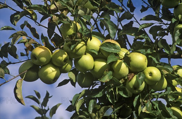 Golden Delicious Apples on the Tree