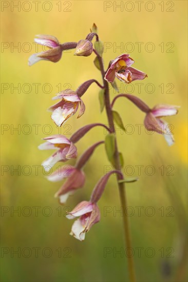 Marsh helleborine