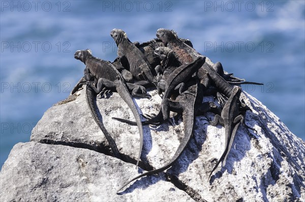 Marine iguanas