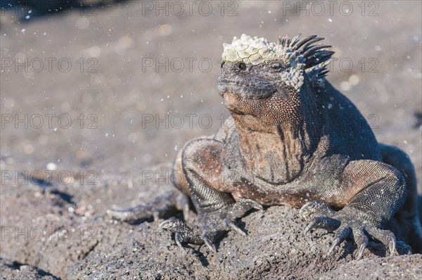 Marine iguana