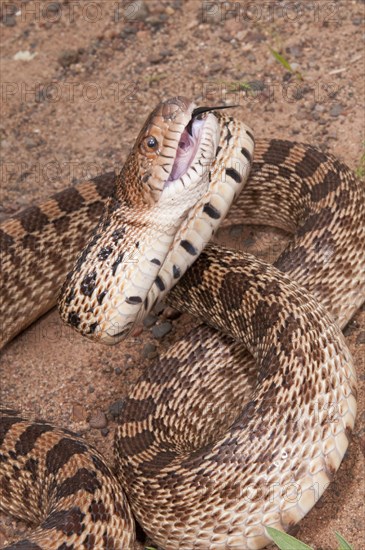 Texas bull snake