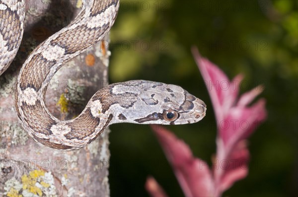 Texas rat snake