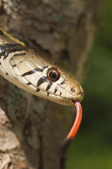 Checkered garter snake