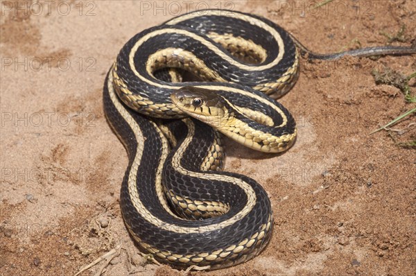 Eastern garter snake