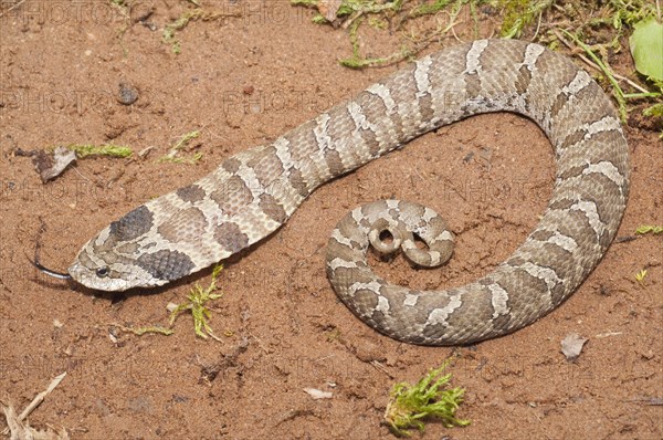 Eastern hognose snake