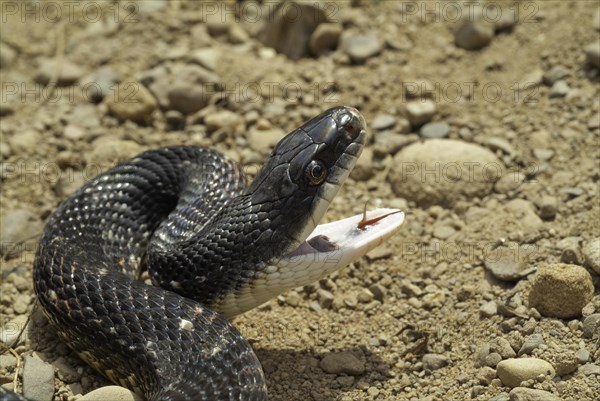 Black rat snake