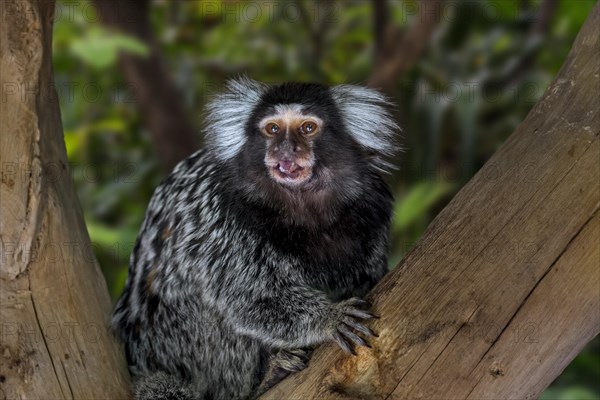 Common marmoset