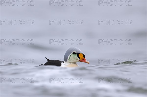 King eider