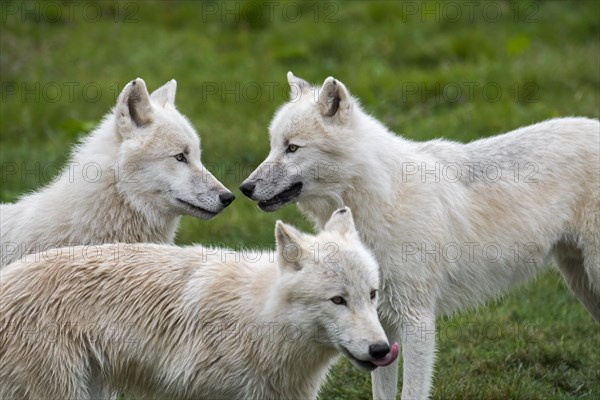 Close up of three Arctic wolves