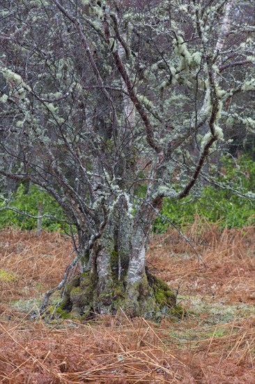 Silver birch