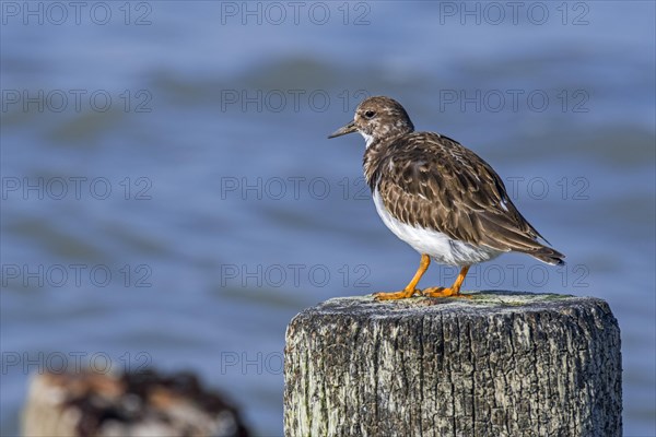 Ruddy turnstone