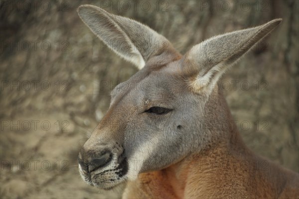 Red kangaroo