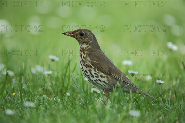 Song Thrush