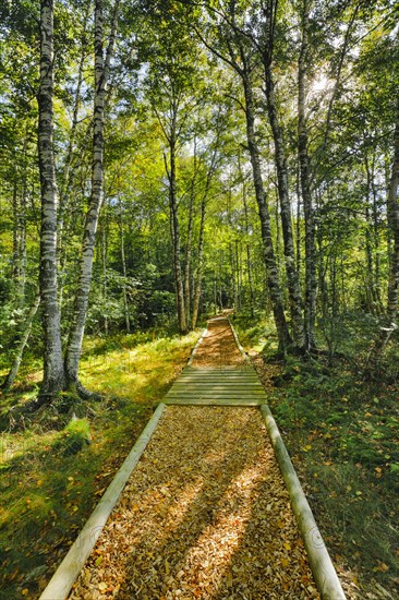 Forest path in the birch forest near Les Ponts-de-Martel in the canton of Neuchatel