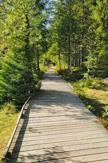 Wooden path in the forest along the Etang de la Gruere mire lake in the canton of Jura