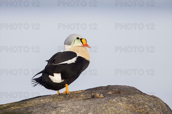 King eider