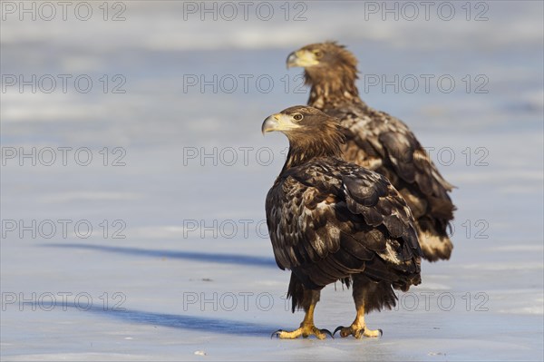 Two juvenile White-tailed eagles