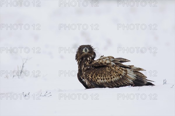 White-tailed Eagle