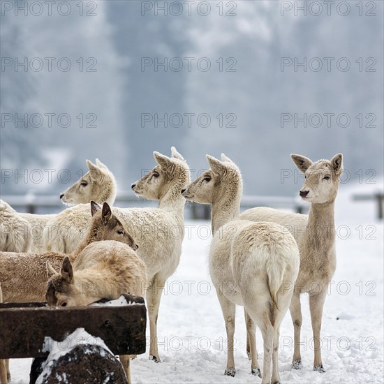 White fallow deer