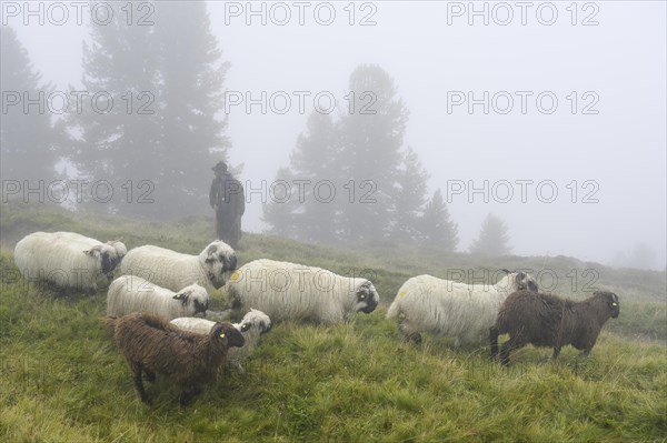 A shepherd with a flock of Valais black-nosed domestic sheep