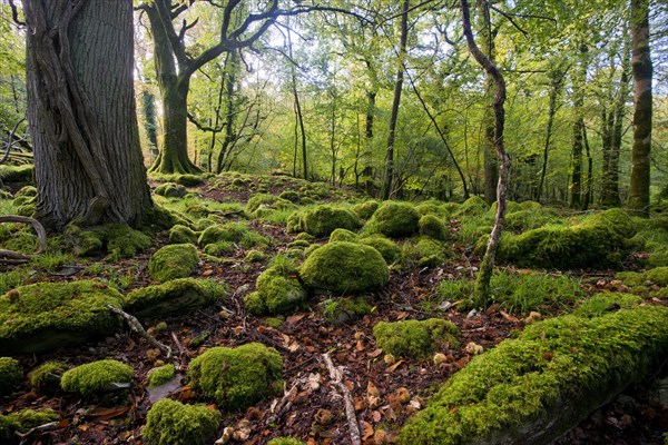 Old trees in Killarney National Park