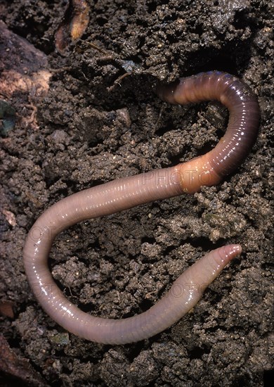 Common Earthworm