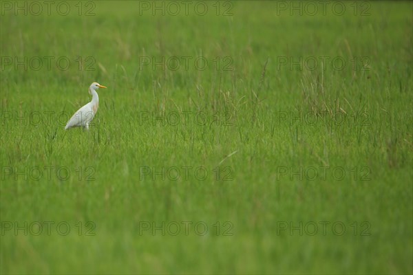 Cattle Egret