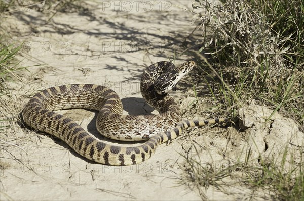 Bull snake