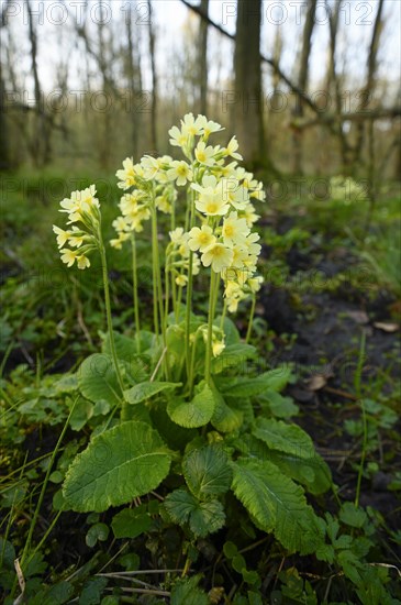 True oxlip