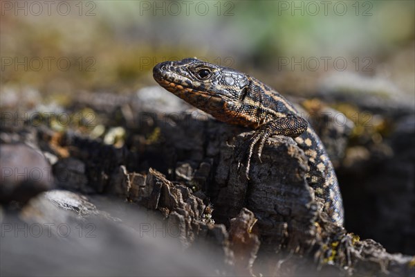 Common wall lizard