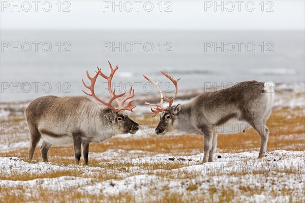 Two Svalbard reindeer